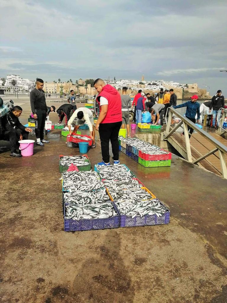 descarga de sardinas en el puerto de Rabat - Que ver en Rabat en 1 día